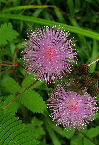 NIKA SEEDS - Flowers Sensitive Plant Pink (Mimosa) - 25 Seeds