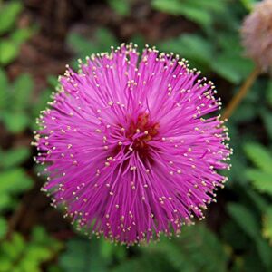 NIKA SEEDS - Flowers Sensitive Plant Pink (Mimosa) - 25 Seeds