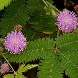 NIKA SEEDS - Flowers Sensitive Plant Pink (Mimosa) - 25 Seeds