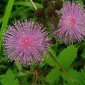 NIKA SEEDS - Flowers Sensitive Plant Pink (Mimosa) - 25 Seeds