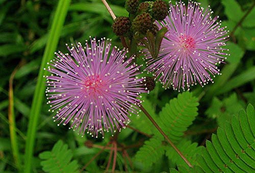 NIKA SEEDS - Flowers Sensitive Plant Pink (Mimosa) - 25 Seeds