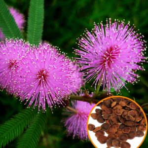 NIKA SEEDS - Flowers Sensitive Plant Pink (Mimosa) - 25 Seeds