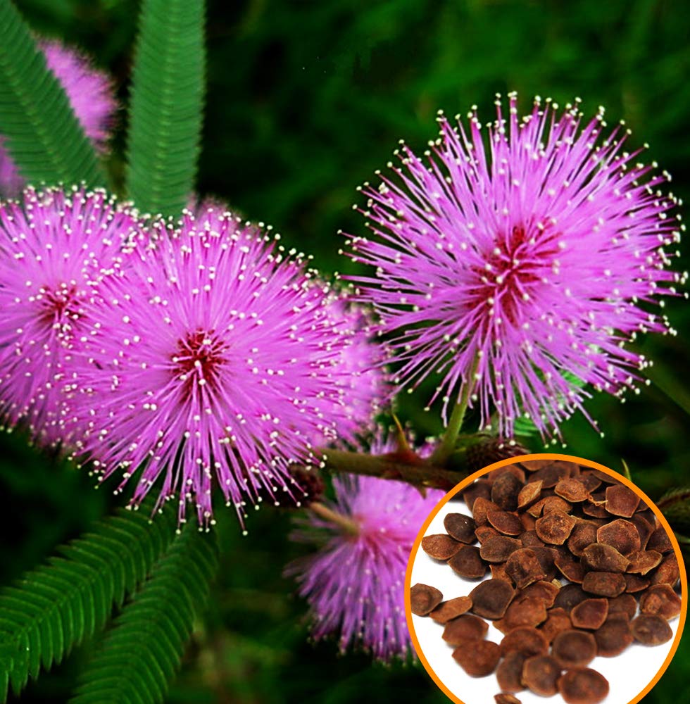 NIKA SEEDS - Flowers Sensitive Plant Pink (Mimosa) - 25 Seeds