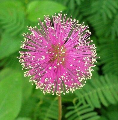 NIKA SEEDS - Flowers Sensitive Plant Pink (Mimosa) - 25 Seeds