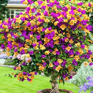 Dichondra Fresh 100 pcs Bougainvillea Flower Seeds for Planting Dark Yellow Violet