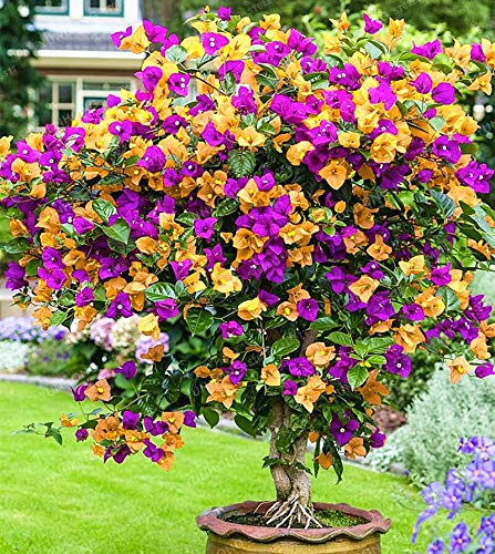 Dichondra Fresh 100 pcs Bougainvillea Flower Seeds for Planting Dark Yellow Violet