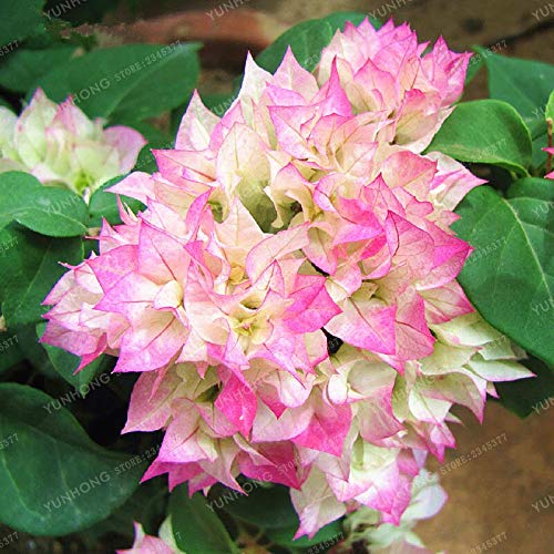 Dichondra Fresh 100 pcs Bougainvillea Flower Seeds for Planting Dark Yellow Violet