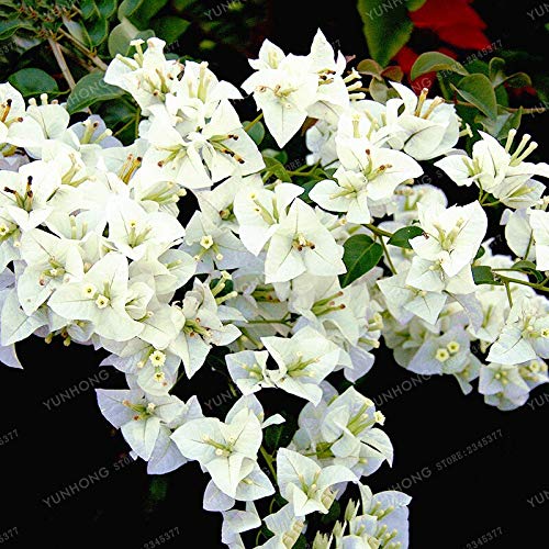 Dichondra Fresh 100 pcs Bougainvillea Flower Seeds for Planting Dark Yellow Violet