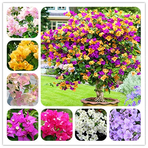 Dichondra Fresh 100 pcs Bougainvillea Flower Seeds for Planting Dark Yellow Violet