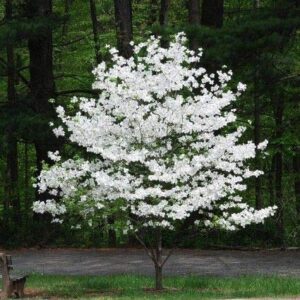 flowering dogwood tree seeds - 20 seeds - made in usa, ships from iowa. beautiful flowering tree seeds for planting