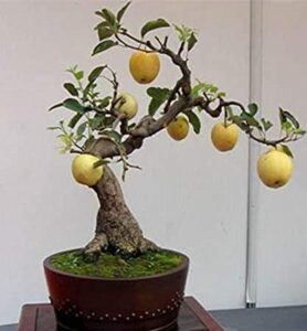bonsai pear tree seeds - 8 large seeds - grow fruit bearing bonsai