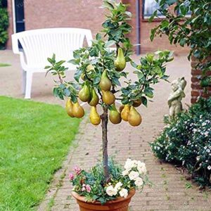 Bonsai Pear Tree Seeds - 8 Large Seeds - Grow Fruit Bearing Bonsai