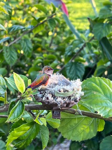 Quackups 2.6" Hummingbird Nesting Pods™, 2-Pk with Clips to Easily Attached on Branch for Outdoor Patio Garden Bird House