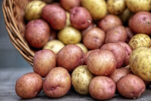simply seed™ - 5 lb seed potatoes non gmo red pontiacs and german butterballs