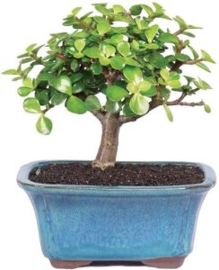 indoorbonsaiandexotics variegated baby jade bonsai tree beginner