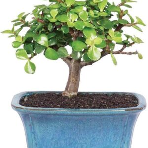 Indoorbonsaiandexotics Variegated Baby Jade Bonsai Tree Beginner