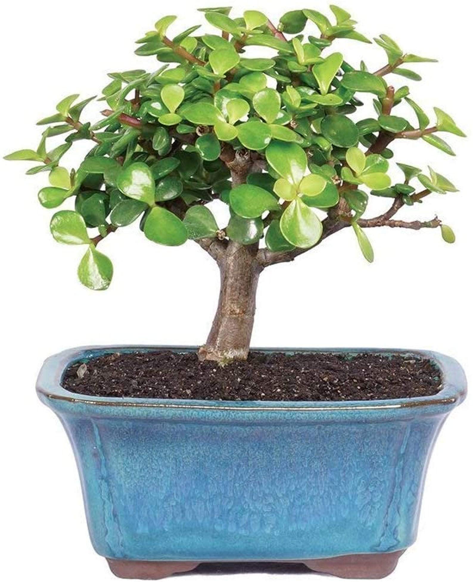 Indoorbonsaiandexotics Variegated Baby Jade Bonsai Tree Beginner