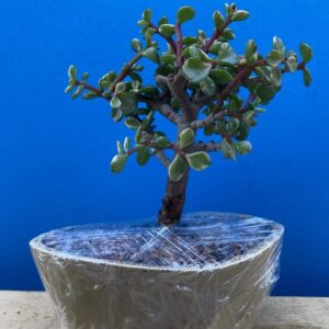 Indoorbonsaiandexotics Variegated Baby Jade Bonsai Tree Beginner