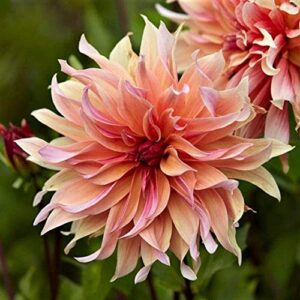 dahlia labyrinth flower seeds, exotic mix 100+ seeds - made in usa, ships from iowa.