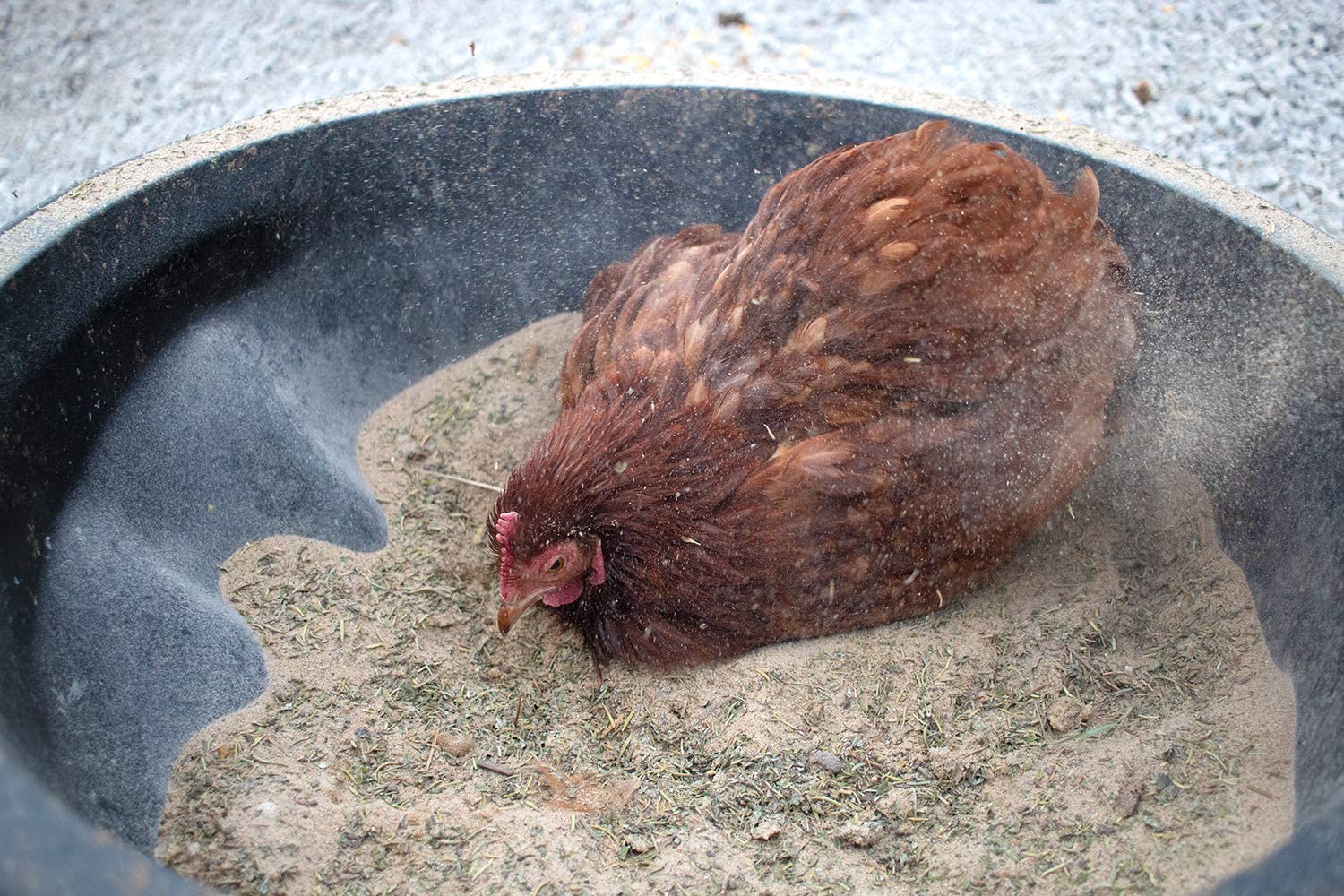 Pampered Chicken Mama Dust Bath with Non-GMO Herbs (5 pounds) - All Natural Poultry Supplies for Hens Who Love Bathing in Chicken Coops - (5 pounds)