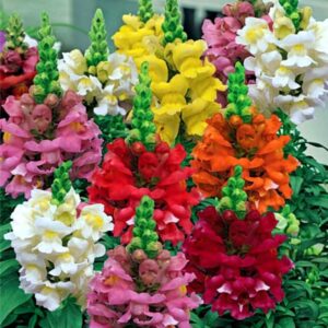 snapdragon seed mix for planting dragon flowers lion's mouth low height about 1000 seeds