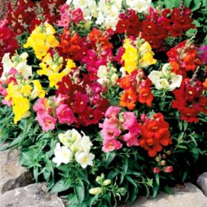 Snapdragon Seed Mix for Planting Dragon Flowers Lion's Mouth Low Height About 1000 Seeds