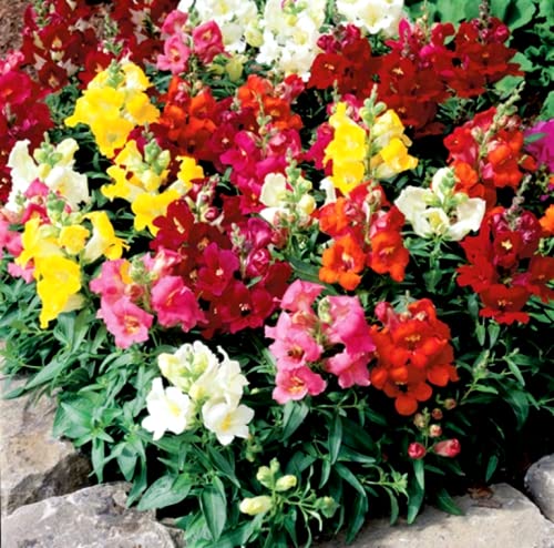 Snapdragon Seed Mix for Planting Dragon Flowers Lion's Mouth Low Height About 1000 Seeds