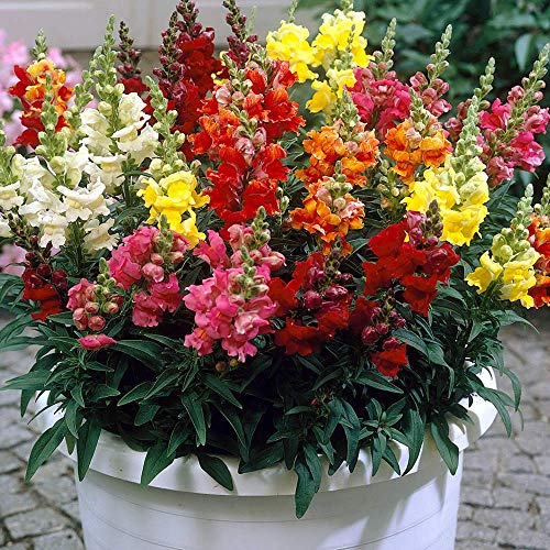 Snapdragon Seed Mix for Planting Dragon Flowers Lion's Mouth Low Height About 1000 Seeds