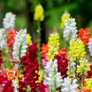 Snapdragon Seed Mix for Planting Dragon Flowers Lion's Mouth Low Height About 1000 Seeds