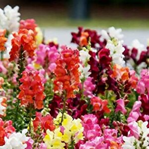 Snapdragon Seed Mix for Planting Dragon Flowers Lion's Mouth Low Height About 1000 Seeds