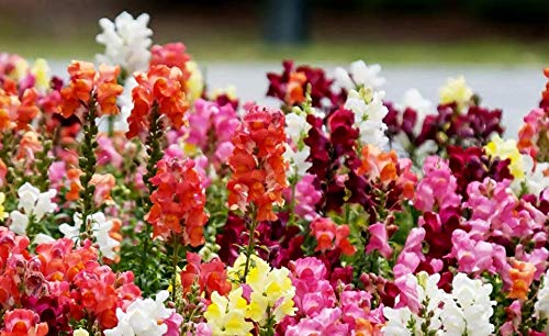 Snapdragon Seed Mix for Planting Dragon Flowers Lion's Mouth Low Height About 1000 Seeds