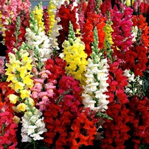 Snapdragon Seed Mix for Planting Dragon Flowers Lion's Mouth Low Height About 1000 Seeds