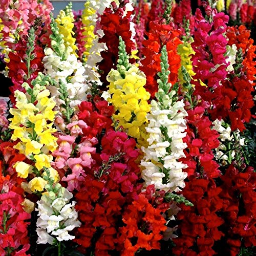 Snapdragon Seed Mix for Planting Dragon Flowers Lion's Mouth Low Height About 1000 Seeds