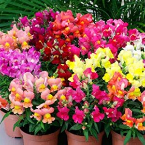 Snapdragon Seed Mix for Planting Dragon Flowers Lion's Mouth Low Height About 1000 Seeds