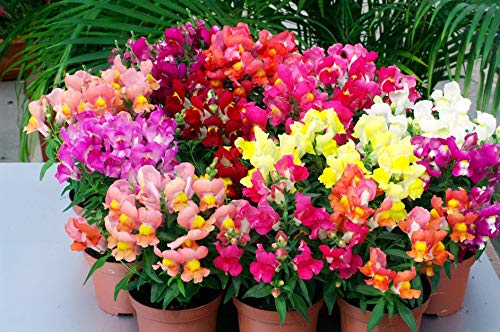 Snapdragon Seed Mix for Planting Dragon Flowers Lion's Mouth Low Height About 1000 Seeds