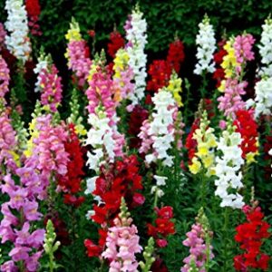 Snapdragon Seed Mix for Planting Dragon Flowers Lion's Mouth Low Height About 1000 Seeds