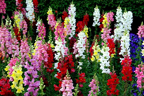 Snapdragon Seed Mix for Planting Dragon Flowers Lion's Mouth Low Height About 1000 Seeds