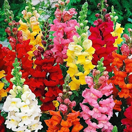 Snapdragon Seed Mix for Planting Dragon Flowers Lion's Mouth Low Height About 1000 Seeds