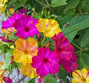 100 Four O'clock Flower Seeds, Marvel of Peru | Exotic Garden Flowers | Made in USA, Ships from Iowa.