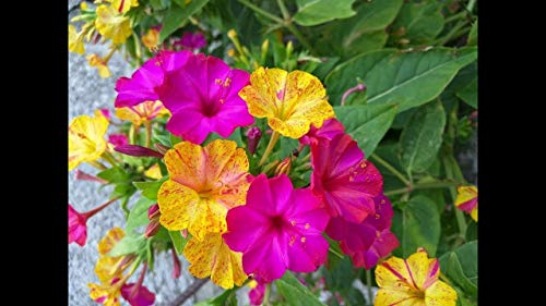 100 Four O'clock Flower Seeds, Marvel of Peru | Exotic Garden Flowers | Made in USA, Ships from Iowa.