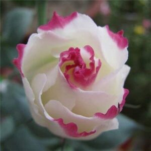 dichondra fresh 100pcs eustoma flower seed for planting white pink