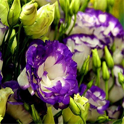 Dichondra Fresh 100pcs Eustoma Flower Seed for Planting White Pink