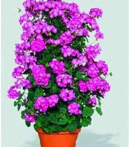 Dichondra Fresh 100pcs Climbing Geranium Flower Seed for Planting Light Violet