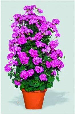 Dichondra Fresh 100pcs Climbing Geranium Flower Seed for Planting Light Violet