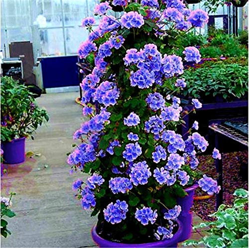 Dichondra Fresh 100pcs Climbing Geranium Flower Seed for Planting Light Violet