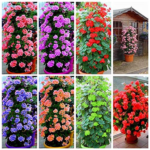 Dichondra Fresh 100pcs Climbing Geranium Flower Seed for Planting Light Violet