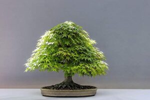 acer palmatum japanese green maple seeds! bonsai or standard small ornamental jocad (10 seeds)