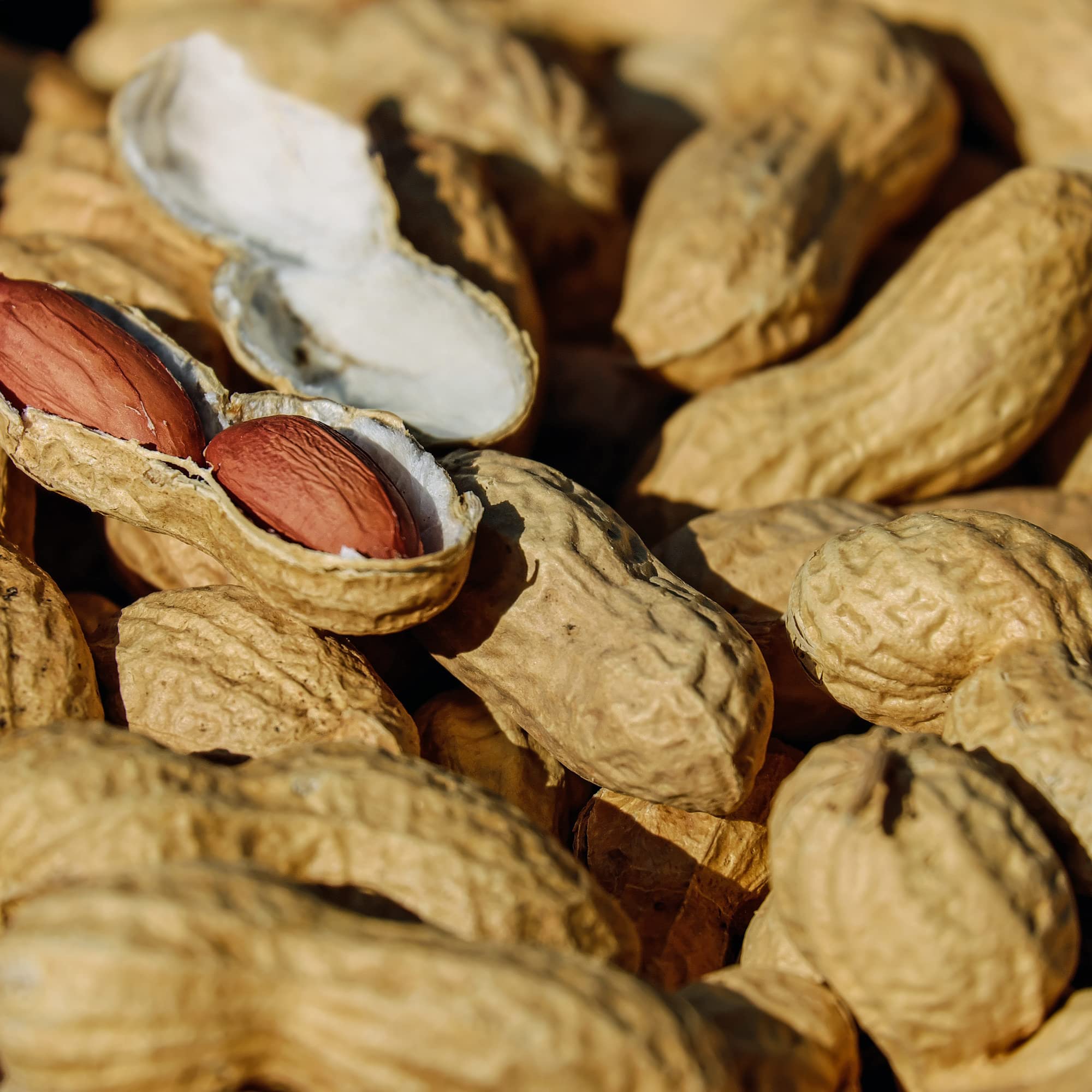 Amish Eco-Farm | Raw Peanuts in Shell, Virginia Grown by Hamptons Farms | Great for Boiling, Squirrels Feed, Birds Feed and Wildlife. (4lb Bag)