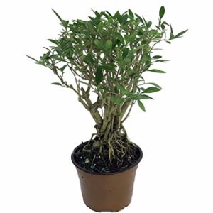 Japanese Serissa Bonsai Tree 4" Pot - Exposed Roots