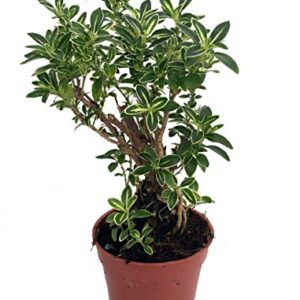 Japanese Serissa Bonsai Tree 4" Pot - Exposed Roots